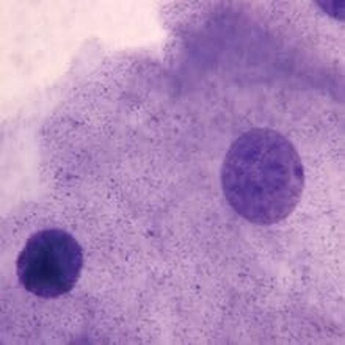 شريحة الخلية الحيوانية النموذجية، ث.م. in Kuwait