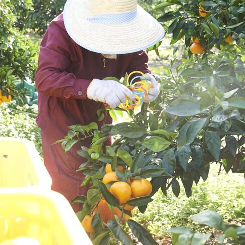 Plastic Fruit Diameter Measuring Circle for Oranges and Citrus Size 30-90mm Medium Small Fruit Grading Gauge Ring Random Color in Saudi Arabia