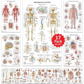 17 Human Anatomy Posters - Medical Posters, Circulatory, Skeletal, Male Reproductive, Female Reproductive, Muscular, Lymphatic, Nervous, Digestive, Endocrine, Respiratory, Urinary Systems, Anatomy of the Spine, Brain, Ear, Nose & Throat, Heart, Eye, Teeth