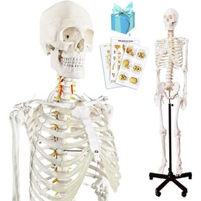 2024 New Medical Anatomical Human Skeleton Model, Life Size Medical Human Skeleton Model with Nervous System 70.8 in with Rolling Stand for Medical Study and Colorful Display Posters