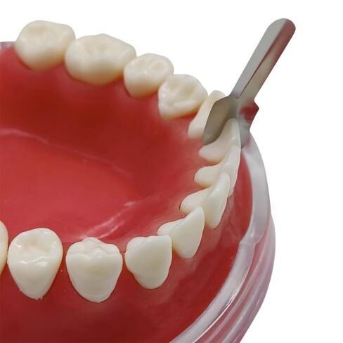 12Pcs/Box Anterior Matrix Bands, Dental Metal Curvature Matrix Bands for Proximal Anterior Restoration in Kuwait