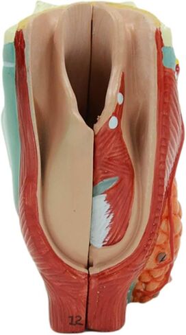 Throat Model 1：1 Lifesize Larynx and Midsagittal Larynx Vascular Thyroid Laryngeal Node 2 Components in Saudi Arabia