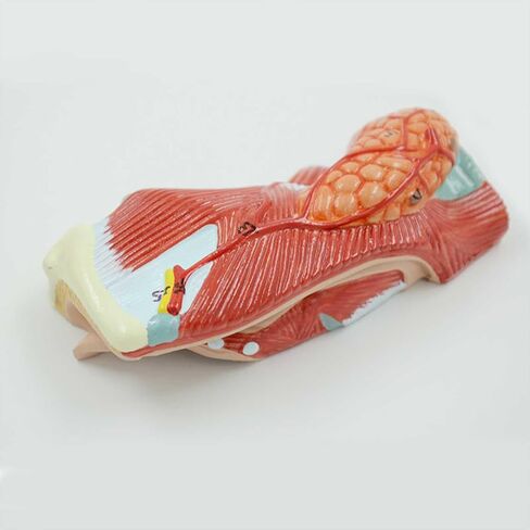 Throat Model 1：1 Lifesize Larynx and Midsagittal Larynx Vascular Thyroid Laryngeal Node 2 Components in Saudi Arabia