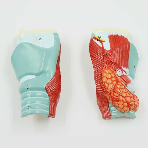 Throat Model 1：1 Lifesize Larynx and Midsagittal Larynx Vascular Thyroid Laryngeal Node 2 Components in Saudi Arabia