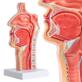 Life-Size 1:1 Nasal-Oral-Pharyngeal (Nose-Mouth-Throat) Anatomy Model - Human Upper Respiratory & Digestive System Teaching Tool in Kuwait
