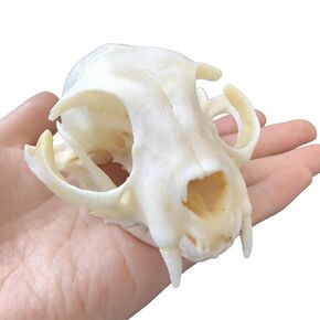 Taxidermy Real Animals Skulls, Real Bones Specimen, Taxidermy Supplies for Science Education, Special Gift (Cat Skull) in Kuwait
