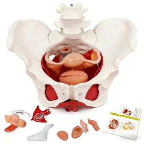 Female Pelvic Floor Muscle Anatomy Model – 6-Part Human Pelvis Model with Removable Uterus, Vagina, Ovaries, Bladder, Rectum – Medical Anatomical Model for Study & Display in Kuwait