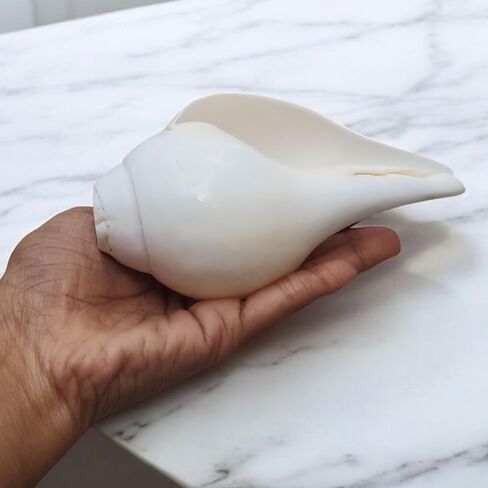 حصري 5 بوصة تهب الصوت صنع شانخا شانخ قوقعة مع 7.5 بوصة النحاس الذهبي حامل قطعة جميلة لبوجا اليومية in Kuwait