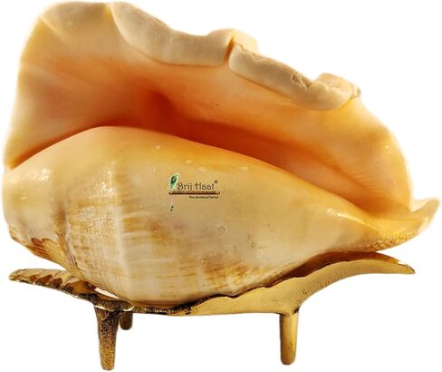 Natural Blowing Conch Shell with Golden Brass Stand in Kuwait
