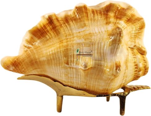 Natural Blowing Conch Shell with Golden Brass Stand in Kuwait
