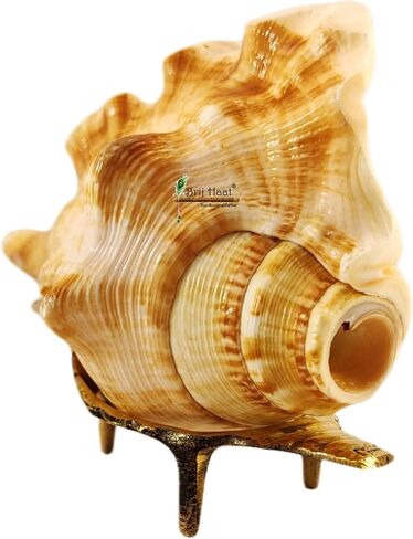 Natural Blowing Conch Shell with Golden Brass Stand in Kuwait