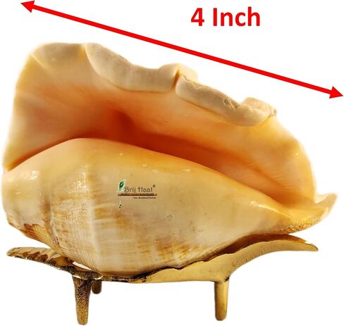 Natural Blowing Conch Shell with Golden Brass Stand in Kuwait