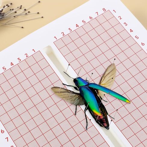 Insect Pinning Foam 6x6" Butterfly Spreading Boards Bug Pin Board EVA Foam Adjustable Insects Wings Spreading Boards Double Sided in Saudi Arabia