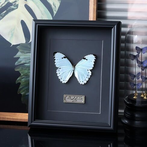 تتضمن مجموعة عينات الفراشة دبابيس، ولوحة تثبيت، وأدوات توزيع، وحقيبة عرض، وملصقات، وملقط، وحفظ وعرض عينات الفراشة. (مجموعة أدوات إطار الصورة السوداء) in Kuwait