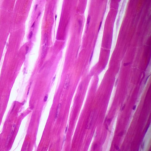 Human Cardiac Muscle Slide, 7 µm; H&E in Saudi Arabia