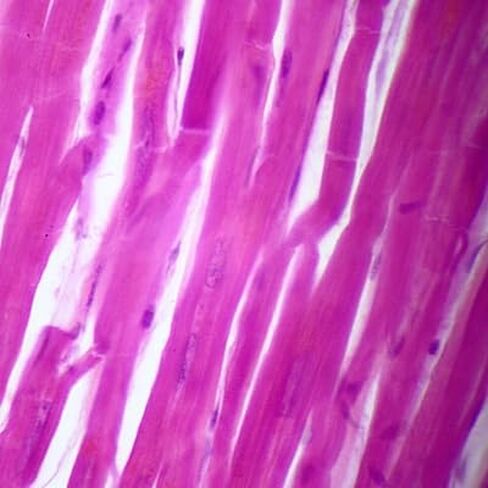 Human Cardiac Muscle Slide, 7 µm; H&E in Saudi Arabia