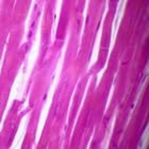 Human Cardiac Muscle Slide, 7 µm; H&E in Saudi Arabia
