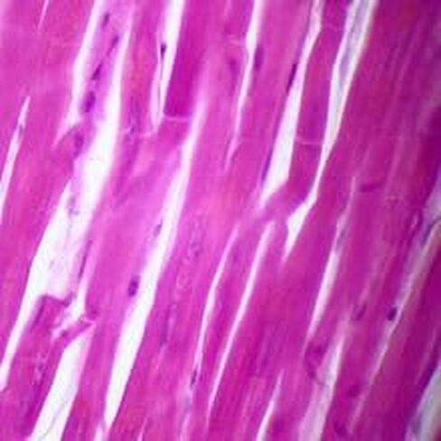 Human Cardiac Muscle Slide, 7 µm; H&E in Saudi Arabia