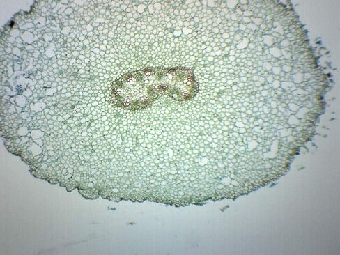 EISCO Ranunculus Young & Mature Root - Cross Section - Prepared Microscope Slide - 75 x 25mm - Biology & Microscopy in Saudi Arabia