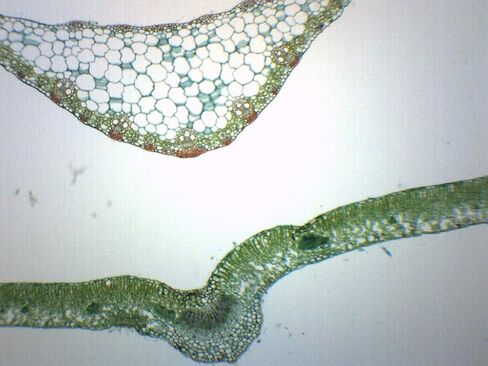 EISCO Leaves Composite - Cross Section - Prepared Microscope Slide - 75 x 25mm - Biology & Microscopy in Saudi Arabia