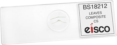EISCO Leaves Composite - Cross Section - Prepared Microscope Slide - 75 x 25mm - Biology & Microscopy in Saudi Arabia