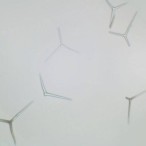Grantia Isolated Spicules, w.m. Microscope Slide in Kuwait