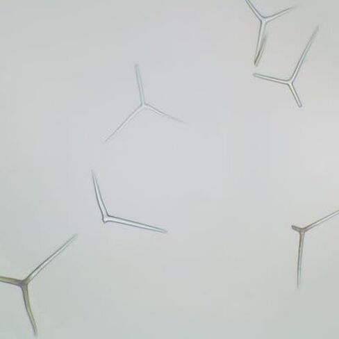 Grantia Isolated Spicules, w.m. Microscope Slide in Kuwait
