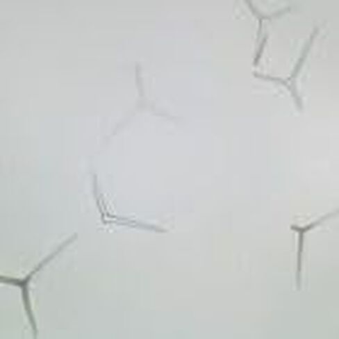 Grantia Isolated Spicules, w.m. Microscope Slide in Kuwait