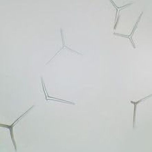 Grantia Isolated Spicules, w.m. Microscope Slide in Kuwait