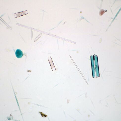 Mixed Diatoms Slide, w.m. in Saudi Arabia