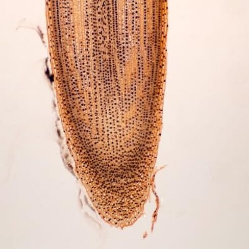 شريحة طرف جذر البصل، 10 ميكرومتر in Kuwait