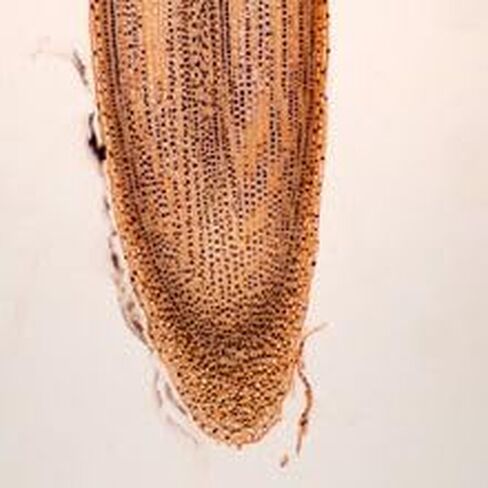 شريحة طرف جذر البصل، 10 ميكرومتر in Kuwait