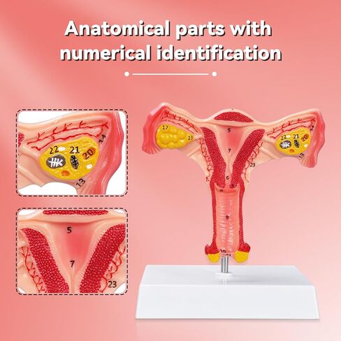 SimCoach Human Uterus and Ovary Anatomical Model, Female Reproductive Model for Medical Education, Gynecological Teaching Tool for Science Classroom & Training Demonstrations in Kuwait