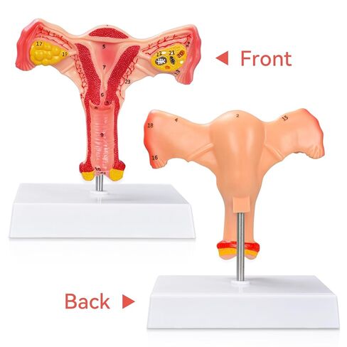 SimCoach Human Uterus and Ovary Anatomical Model, Female Reproductive Model for Medical Education, Gynecological Teaching Tool for Science Classroom & Training Demonstrations in Kuwait