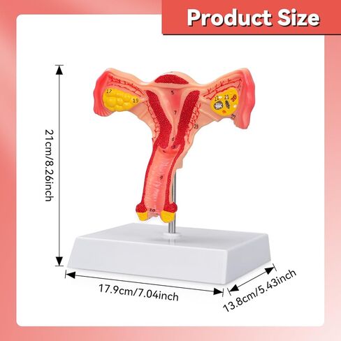 SimCoach Human Uterus and Ovary Anatomical Model, Female Reproductive Model for Medical Education, Gynecological Teaching Tool for Science Classroom & Training Demonstrations in Kuwait