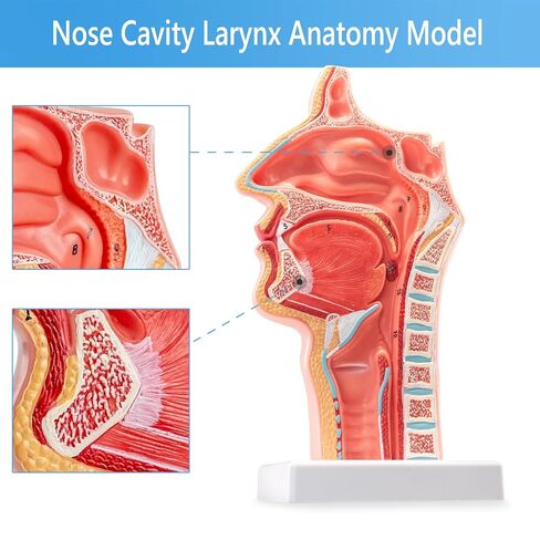 Life-Size 1:1 Nasal-Oral-Pharyngeal (Nose-Mouth-Throat) Anatomy Model - Human Upper Respiratory & Digestive System Teaching Tool in Kuwait