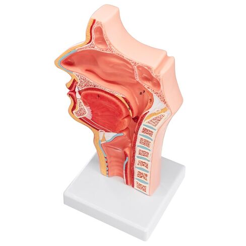 Life-Size 1:1 Nasal-Oral-Pharyngeal (Nose-Mouth-Throat) Anatomy Model - Human Upper Respiratory & Digestive System Teaching Tool in Kuwait