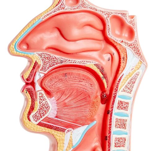 Life-Size 1:1 Nasal-Oral-Pharyngeal (Nose-Mouth-Throat) Anatomy Model - Human Upper Respiratory & Digestive System Teaching Tool in Kuwait