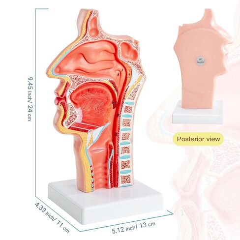 Life-Size 1:1 Nasal-Oral-Pharyngeal (Nose-Mouth-Throat) Anatomy Model - Human Upper Respiratory & Digestive System Teaching Tool in Kuwait