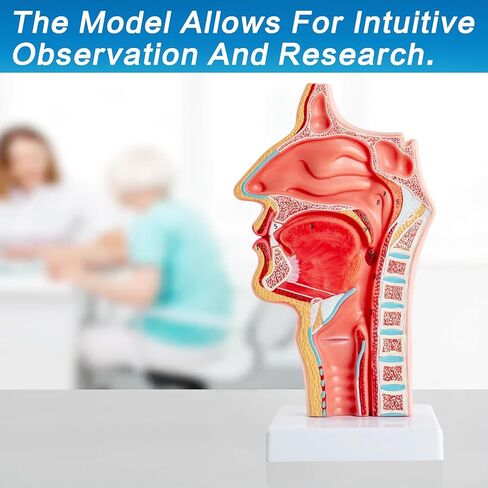 Life-Size 1:1 Nasal-Oral-Pharyngeal (Nose-Mouth-Throat) Anatomy Model - Human Upper Respiratory & Digestive System Teaching Tool in Kuwait