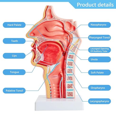 Life-Size 1:1 Nasal-Oral-Pharyngeal (Nose-Mouth-Throat) Anatomy Model - Human Upper Respiratory & Digestive System Teaching Tool in Kuwait
