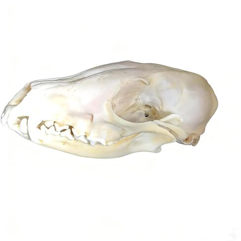 Taxidermy Real Animals Skulls, Real Bones Specimen, Taxidermy Supplies for Science Education, Special Gift (Cat Skull) in Kuwait