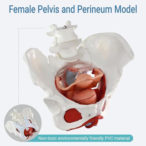 Female Pelvic Floor Muscle Anatomy Model – 6-Part Human Pelvis Model with Removable Uterus, Vagina, Ovaries, Bladder, Rectum – Medical Anatomical Model for Study & Display in Kuwait