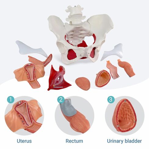 Female Pelvic Floor Muscle Anatomy Model – 6-Part Human Pelvis Model with Removable Uterus, Vagina, Ovaries, Bladder, Rectum – Medical Anatomical Model for Study & Display in Kuwait