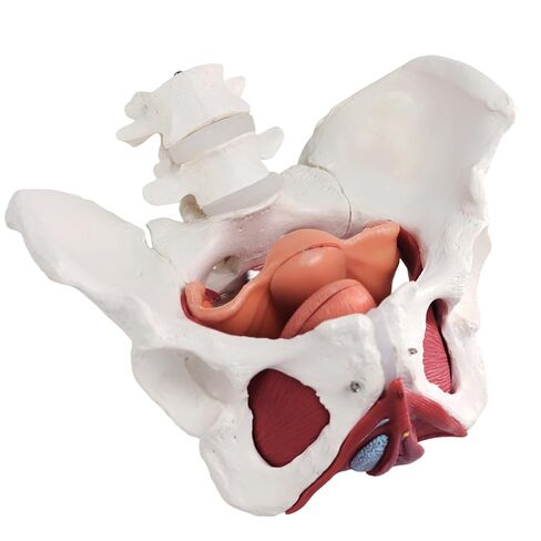 Female Pelvic Floor Muscle Anatomy Model – 6-Part Human Pelvis Model with Removable Uterus, Vagina, Ovaries, Bladder, Rectum – Medical Anatomical Model for Study & Display in Kuwait