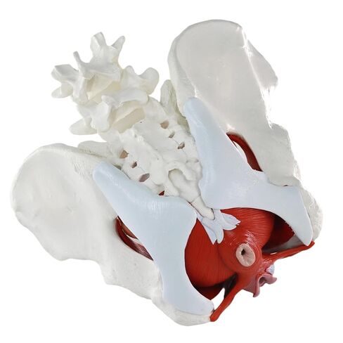 Female Pelvic Floor Muscle Anatomy Model – 6-Part Human Pelvis Model with Removable Uterus, Vagina, Ovaries, Bladder, Rectum – Medical Anatomical Model for Study & Display in Kuwait