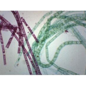 EISCO 10PK Vegetative Spirogyra, Wholemount - Prepared Microscope Slides - Classroom Pack, 10 Slides in Storage Case - Biology & Microscopy in Kuwait