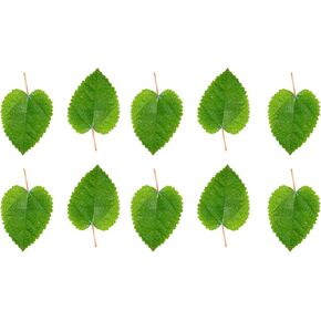 اووسوم اكواتيك اوراق بيتا / جمبري، 20 ورقة لوز هندي فاخرة من كاتابا بحجم 7 انش - 9 انش في موطن طبيعي لإنتاج التانين وتحسين المناعة وسهلة الاستخدام in Kuwait