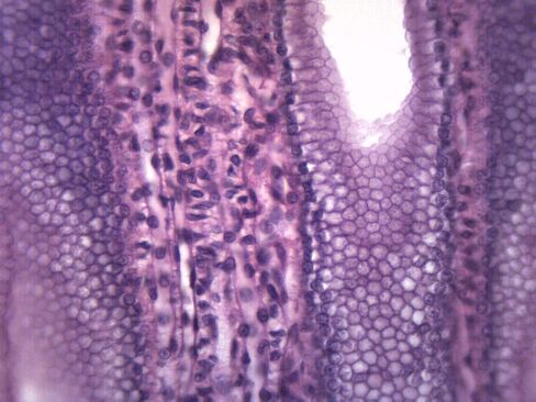 EISCO 10PK Simple Cuboidal Epithelium - Prepared Microscope Slides - Classroom Pack, 10 Slides in Storage Case - Biology & Microscopy in Kuwait