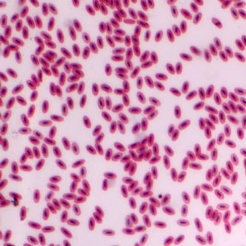 Bird Blood Film, Smear Microscope Slide in Kuwait